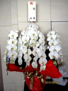 富ヶ谷の国会議員宅に5本立ち胡蝶蘭をお届け。｜「にしむらフローリスト」　（東京都渋谷区の花キューピット加盟店 花屋）のブログ