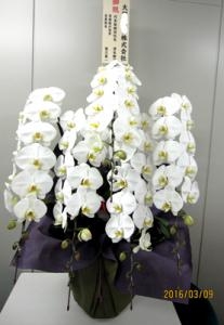 富ヶ谷の事務所に5本立ち胡蝶蘭をお届け。｜「にしむらフローリスト」　（東京都渋谷区の花キューピット加盟店 花屋）のブログ